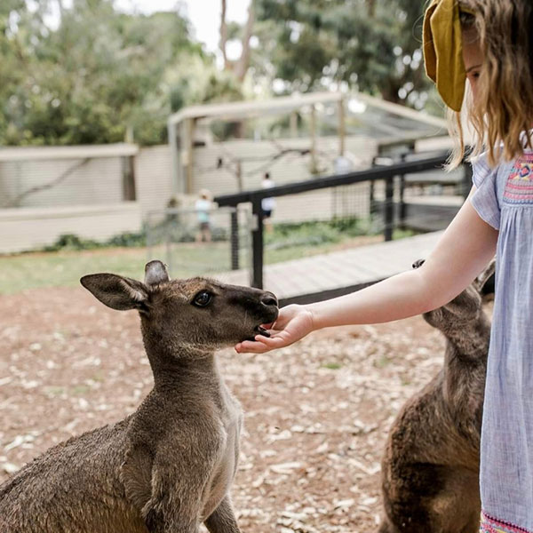 Warrnambool Wildlife Park Victoria Great Ocean Road