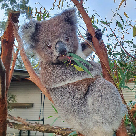 Victoria Wildlife Park near Great Ocean Road Cudgee