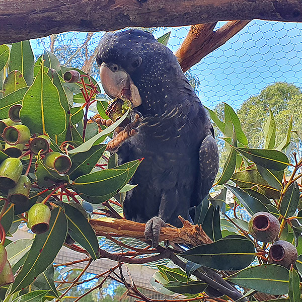 Warrnambool Wildlife Park Victoria Great Ocean Road