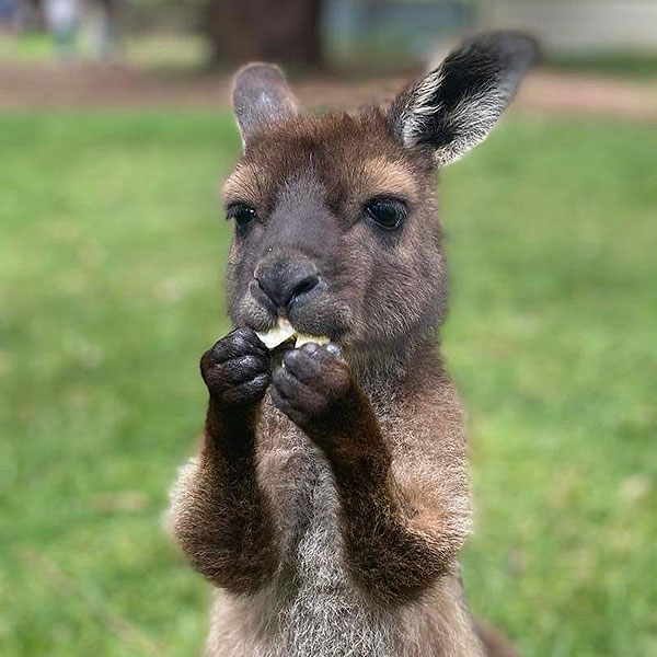 Warrnambool Wildlife Park Victoria Great Ocean Road