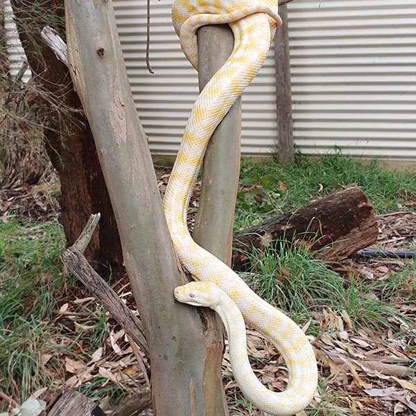 Warrnambool Wildlife Park Victoria Great Ocean Road